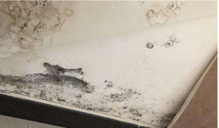 搞定梅雨天墻面受潮發(fā)霉，就選美涂士?jī)粑犊辜兹┪⒕囆g(shù)漆